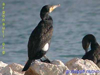 Cormorano